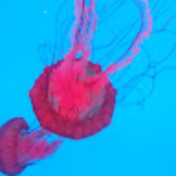 Meet your Posher, Enchi - Picture 1 of 1